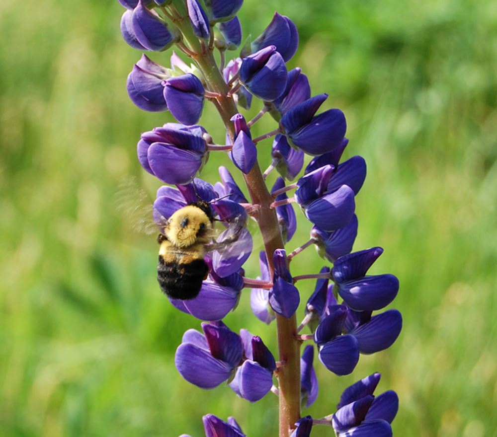 lupine_bee_aikm